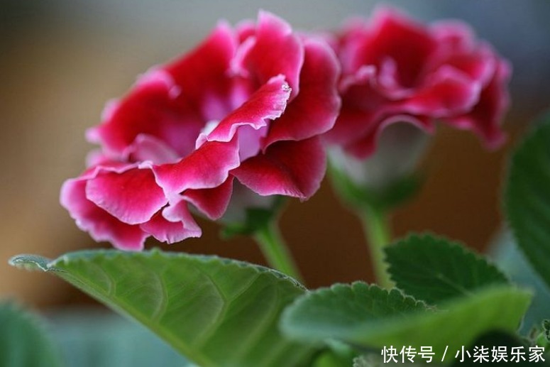 非洲菊|4种“花叶”,沾水就“衰”,喷水要注意,否则养10盆“死10