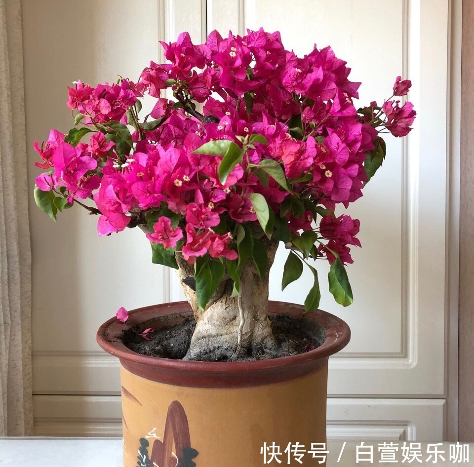 它们是“耐旱花”，盆栽1、2个月浇水1次，轻松花开满树