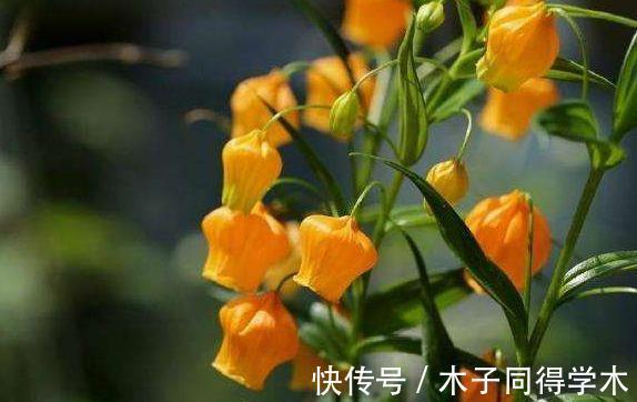 满屋|从9月7日开始，家养此款花卉，满屋飘香，花开繁多