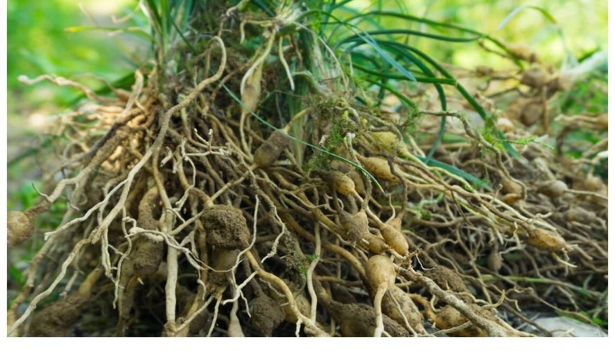 玄参|一张“冲便”的方子！四味药，化解便秘、口干、爱喝凉水