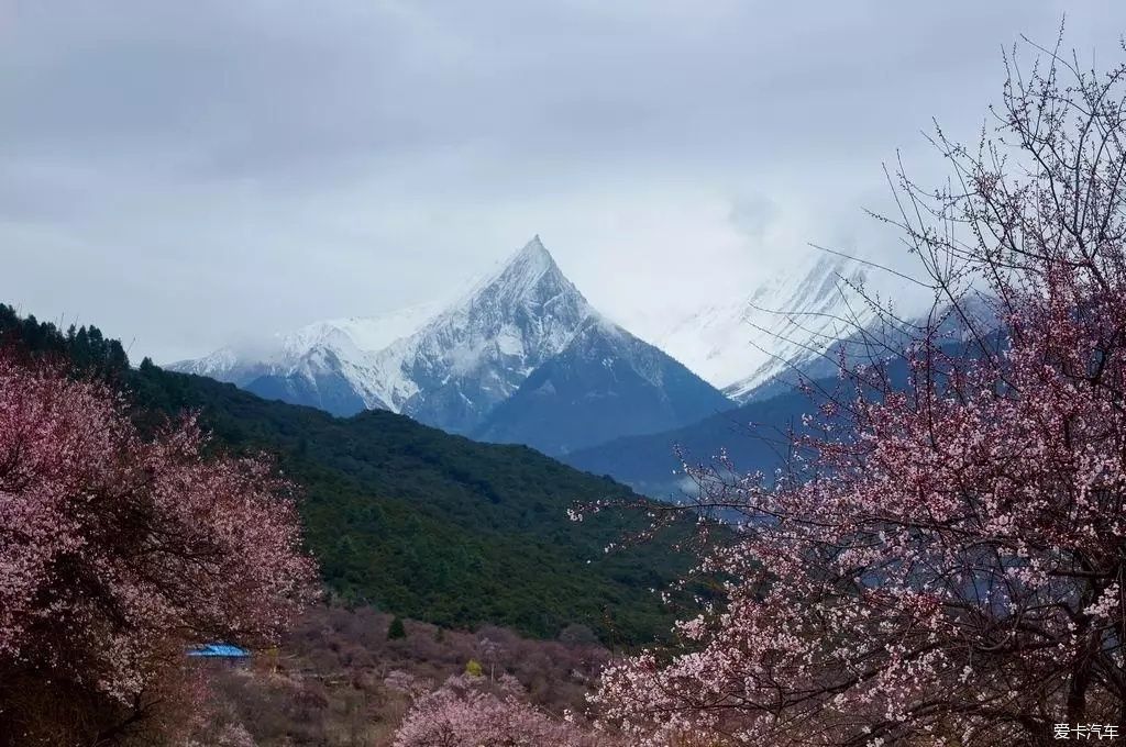 林芝桃花约么？