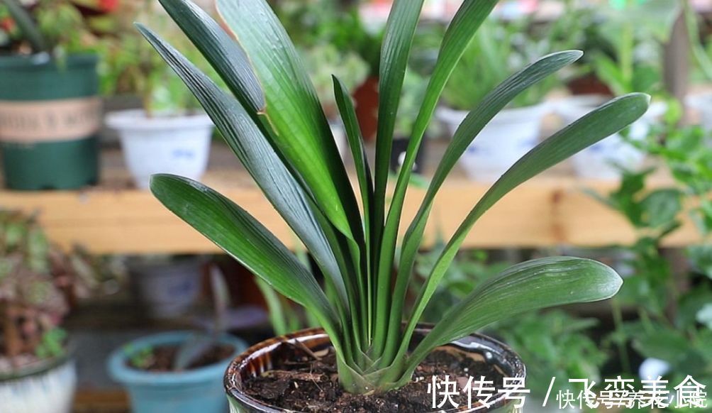 养君子兰,掌握4个养护“技巧”,根系粗壮,叶子油绿光亮