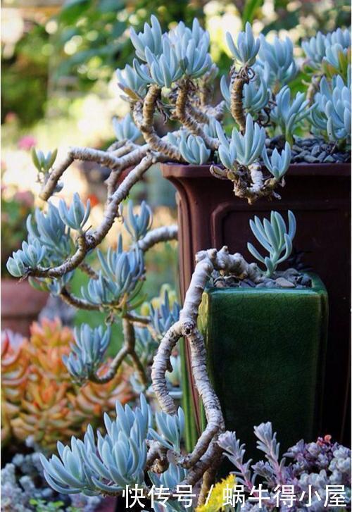 群生|韵味十足的多肉蓝松,蓝色调满满高级感,皮实好养,长成群生老桩