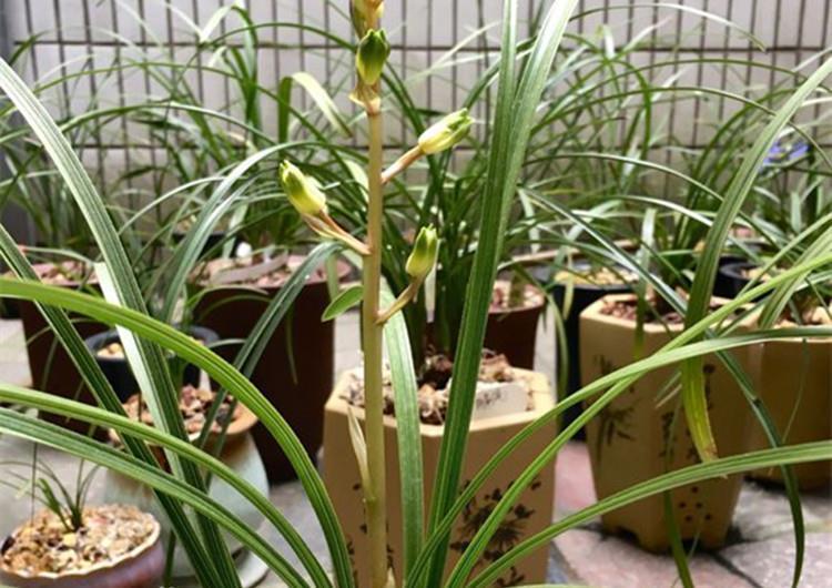 养兰花,给它喷点“生根水”,大白根直冒,长得肥肥壮壮!