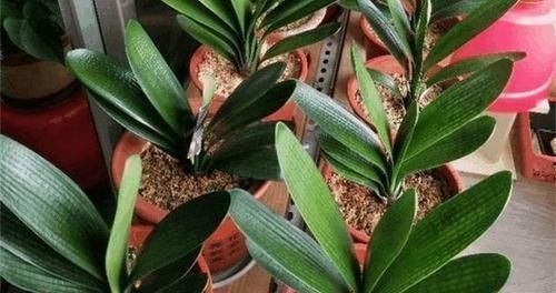 根系|让君子兰“快生根”用上1种“好宝贝”,2周长满狗牙根