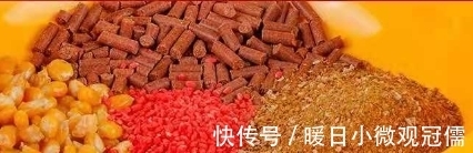饵料|野钓，饵料如何选择?