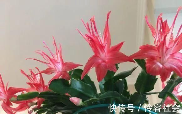 盆里扔2样东西,养花10年不烂根,叶子油光瓦亮,花苞挂满枝头