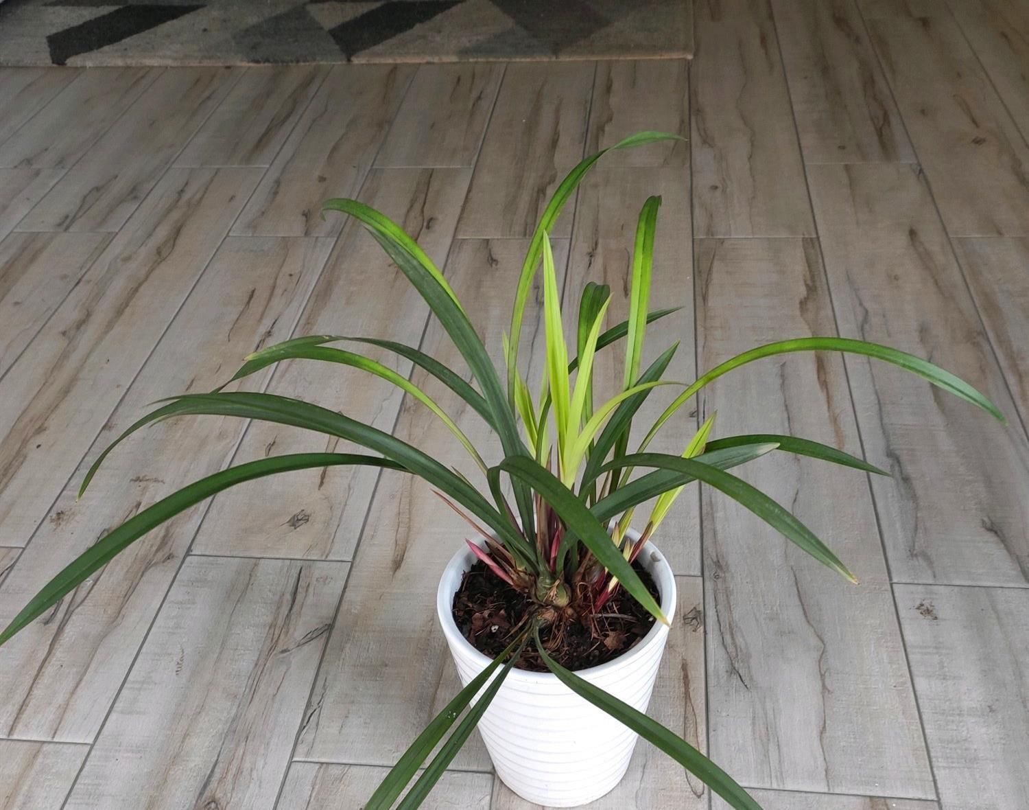 颗芽|兰花久久不冒新芽,喂点天然促根水,15天冒9颗芽