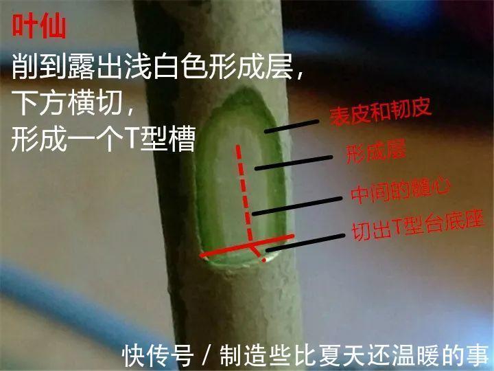 养护蟹爪兰，要注意8个要点，才能开出仙气飘飘花