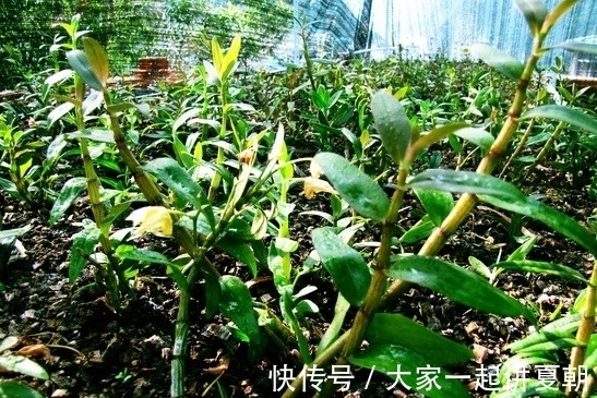 石斛|十肾九虚，用它泡水半月，一口气上10楼了，男女都实用，贼拉好