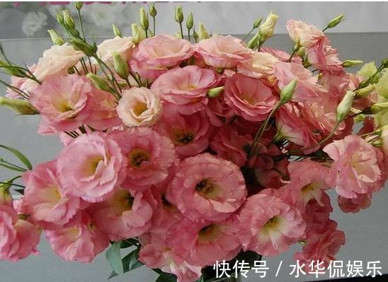 四季海棠|喜欢牡丹，不如养”优良名菊“徐妃醉妆，如秀丽妆容，清奇典雅