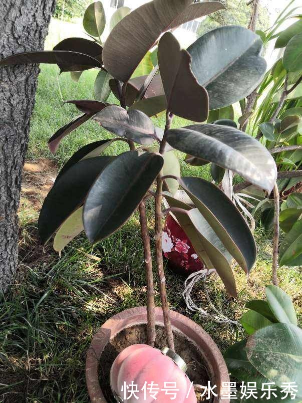 橡皮树“一枝冲天”,赶紧砍一刀,半月憋出不少新芽