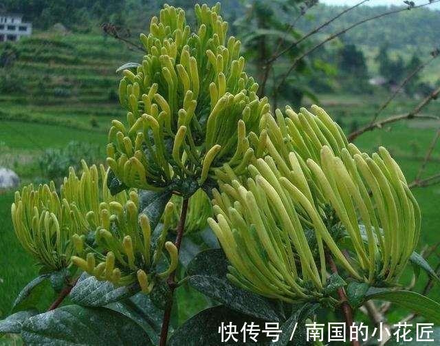 食物|有了白头发最好不要染,夏天多吃此几样食物,让白头发少一点