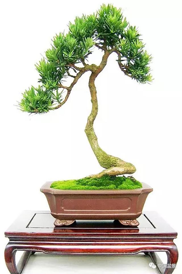 植株|这两种盆景能当传家宝,被爱好者当“心头肉”