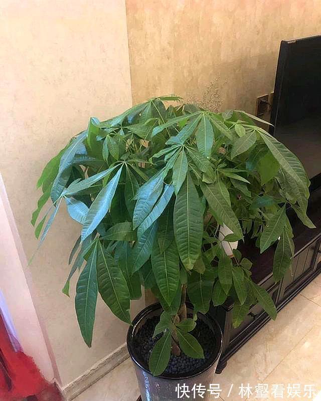 发财树长白斑,过一阵子就黄叶,用对处理方法,恢复油绿不黄叶!