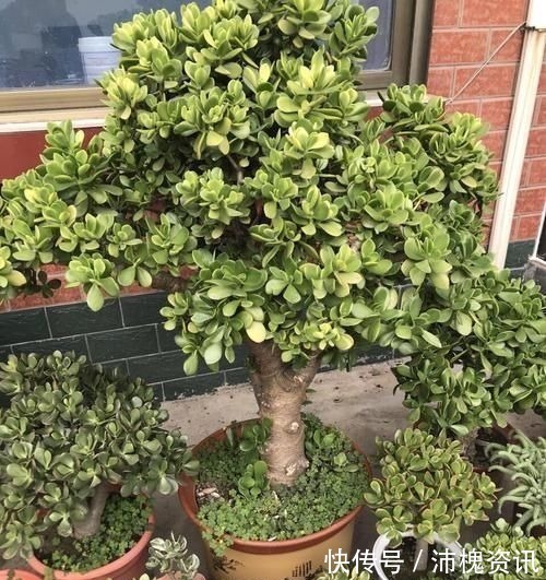 把“厚脸皮”养到“碗口粗”,用了5年时间,可以当传家宝了