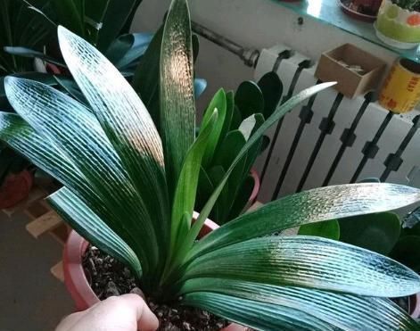 喜欢|君子兰是多晒好,还是少晒好很多人弄反了,难怪黄叶不开花