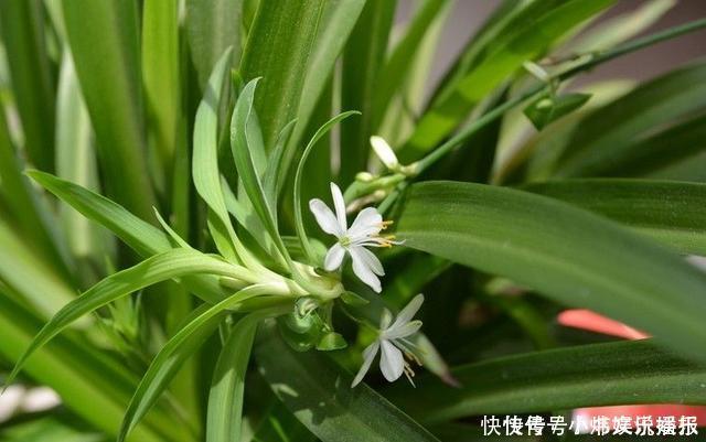净化|7种“有益花”，养在家里身体好，清新空气病菌少，你家还没养