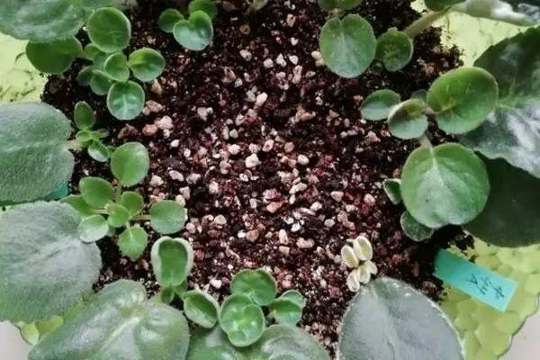 夏天这8种花不用买，叶子丢进花盆里，嗖嗖长白根