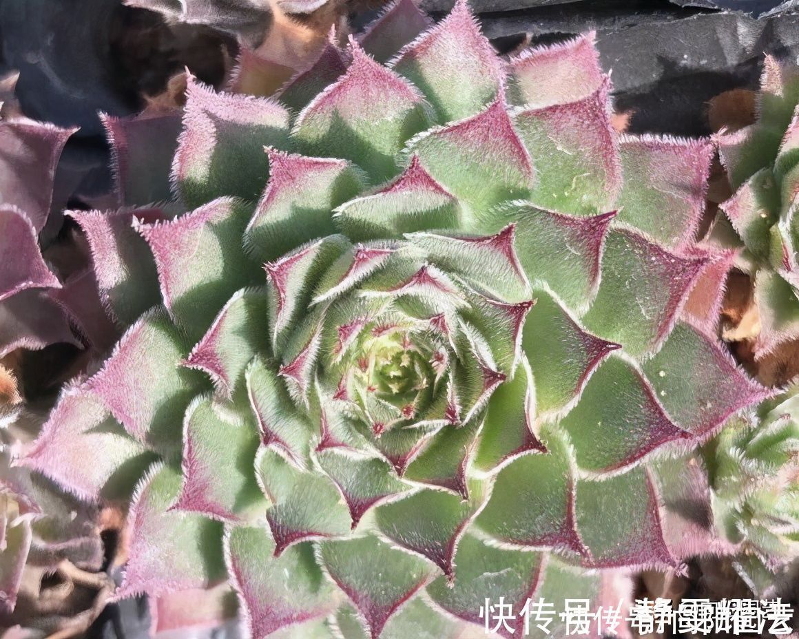 爆盆|最好养的多肉,非这4种莫属,2块钱买一盆,太阳一晒就变红