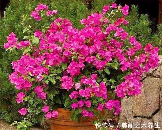 三角梅|想让三角梅爆炸式开花,夏天多做4件事,花朵多得压弯枝头!