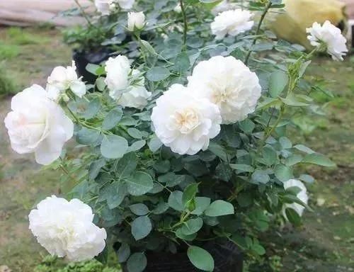 家里养“5种花”,要多“晒一晒”,根壮叶绿、开花不断