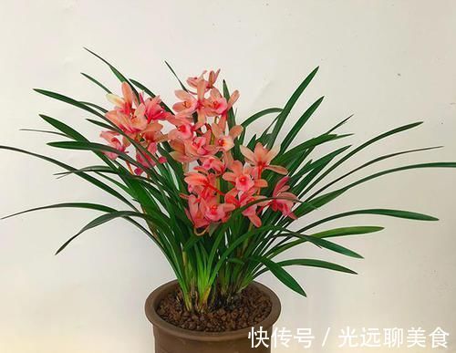 它是兰花中的“香祖”,红杆红花,一开就是20朵,每年可开花3次