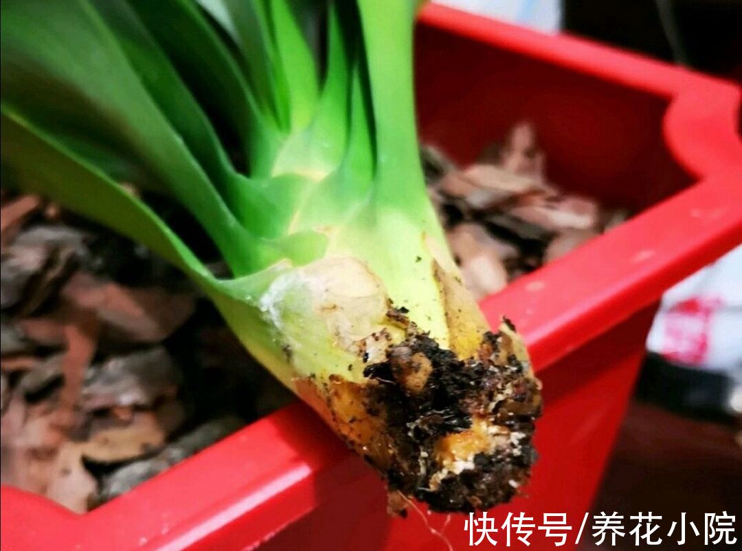 发财树|6种花怕水涝,勤快人养不好,浇水多了就烂根