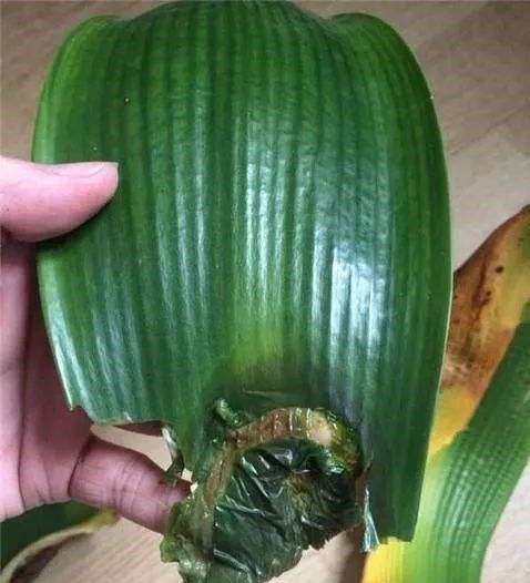 4种娇气花，就怕“当头灌”，叶片沾水就烂，浇水要谨慎