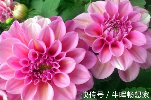 新手养花，不如养盆花中精品“橙雀三角梅”，花开爆盆，艳丽多姿