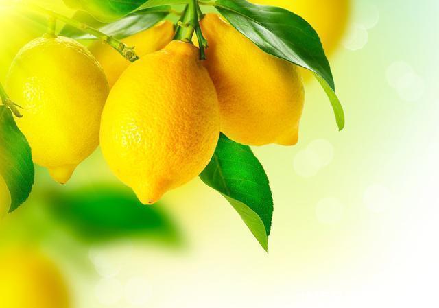 果子|盆栽柠檬只开花不结果?春天做好4件事,夏天果子满枝头