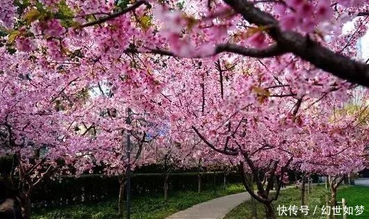 诗词|春风,是最美的春日诗词