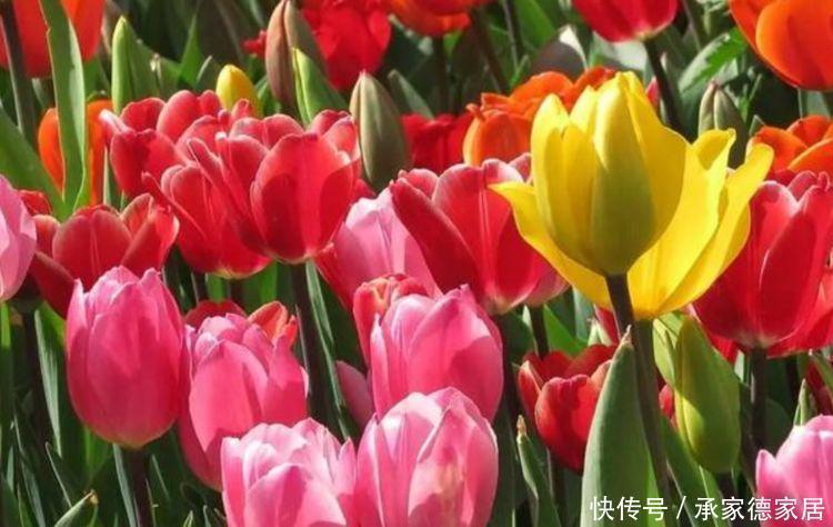 几种花卉,一开就是300多天,越晒开花越艳