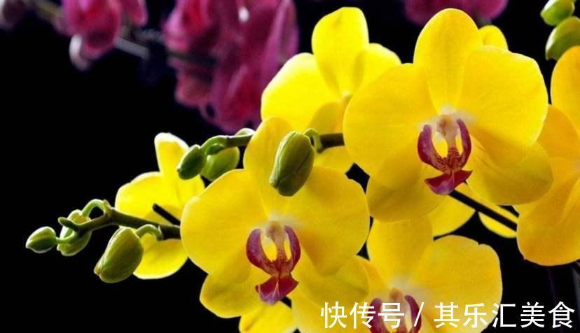 新手如何网购花卉