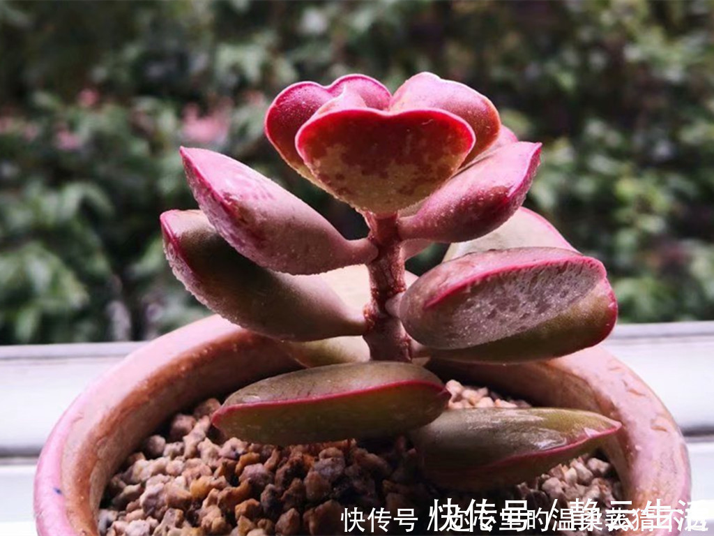 浇水|养多肉经常走进的3个误区,大胆走出来,你的多肉会越来越美