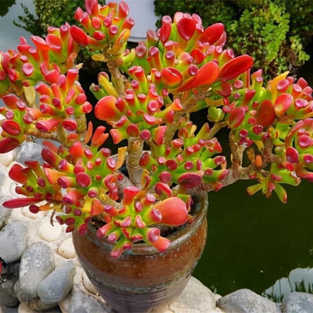 叶片|有名的“12种旺财花”,吉祥又大气,养成老桩更“旺家”