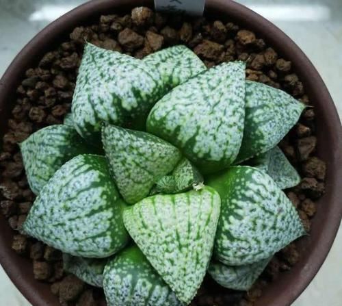 浇灌|这多肉是“迷你萌”，个头矮小长不高，叶片很“闪”，简单易成活