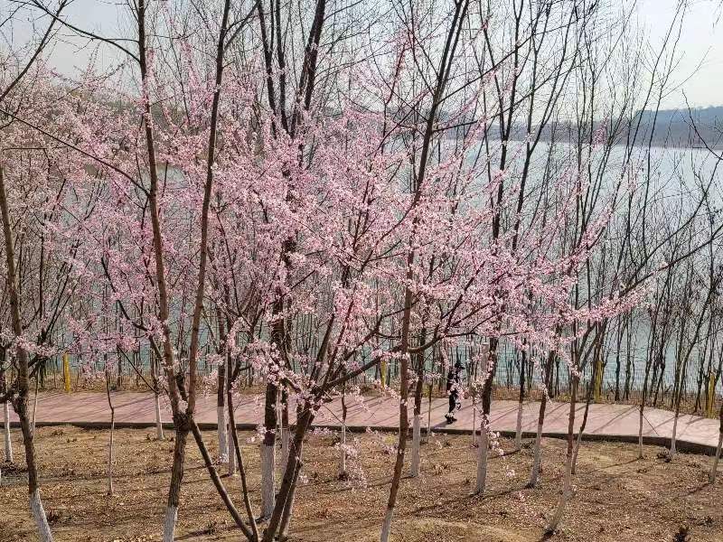 西郊雨洪调蓄工程进入赏花时节