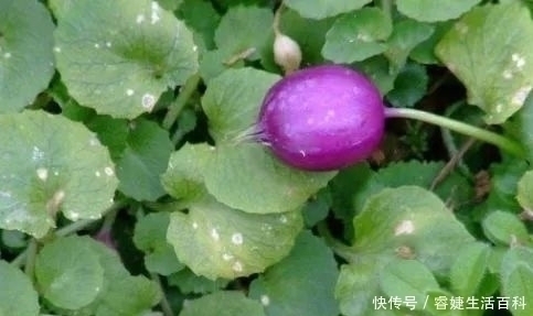 无名肿毒|农村荒地里的“地茄子”，果实不能食用，其实价值高，能祛风湿