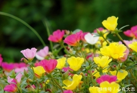 农村这些营养级野菜，强身健体，保护肝脾，生病了就吃它！