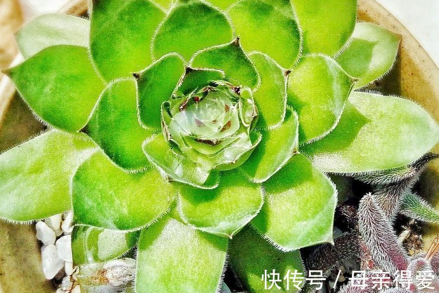 网购带土球多肉植物请不要直接栽,修根晾根不能省,根好多肉壮