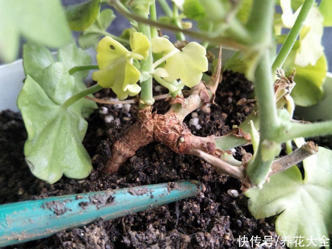 仙人球|9种花最怕下雨天，一淋雨就死，太心疼了