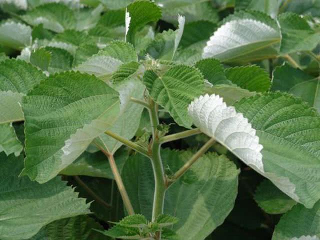 经济价值|乡下一植物,含有极高的天然纤维,经济价值极高,有人大量种植