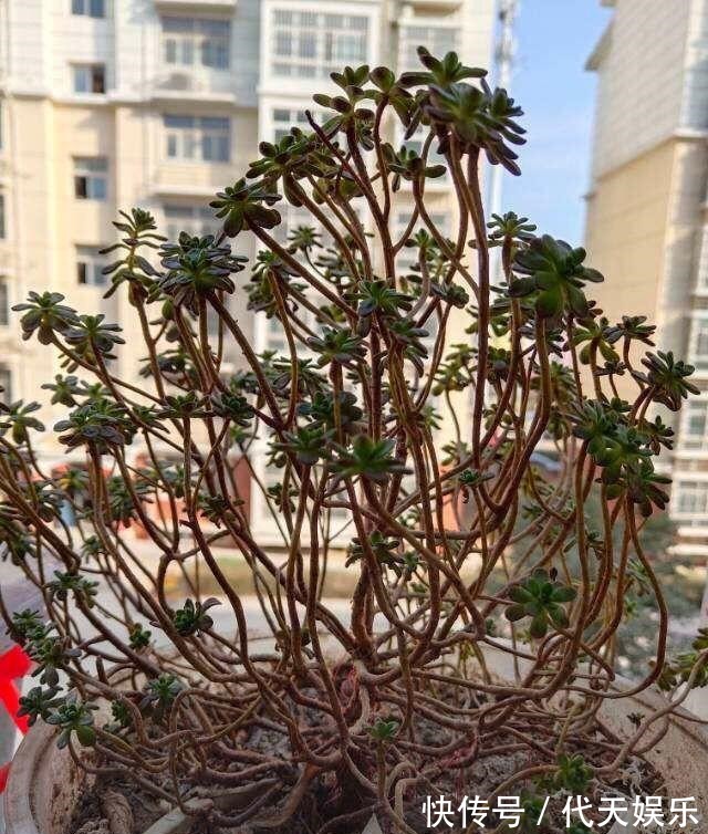 多肉就得懒人养，水越少越不管，呼呼爆出一大盆！