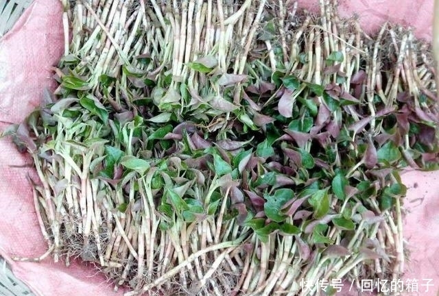 抗感染|魚腥草有什么功效？不只消炎抗感染，還能通治人體多處疾病