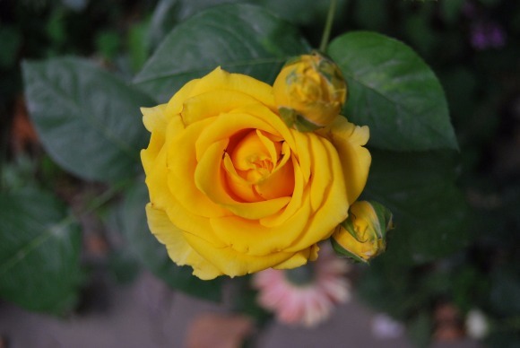 盘点最受欢迎的24种月季花，长得快、开花多，养了会上瘾！