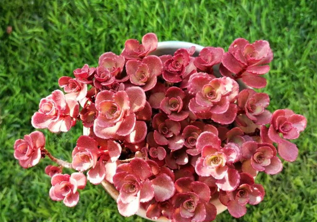 秋丽|如果给多肉开场夏季运动会,选这些品种当冠军,肉友们同意吗