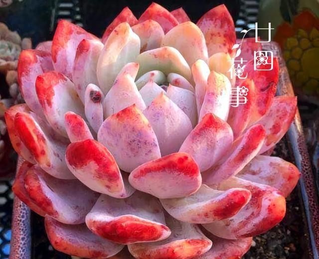 做好|多肉植物不上色,是方法没用对,5个条件做好了,鲜艳肥美状态足