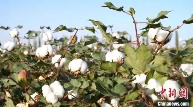 H&M,耐克们，对新疆棉花一无所知