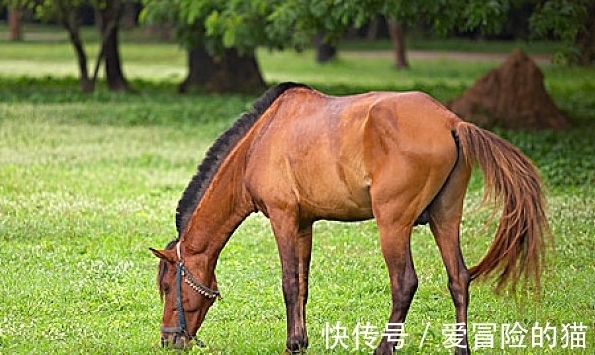 生肖狗|10月底，生肖马、生肖狗、生肖猪霉运消散，苦尽甘来，事业大逆袭